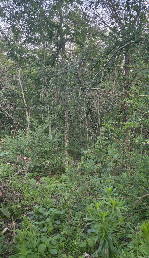 Media Image 3
