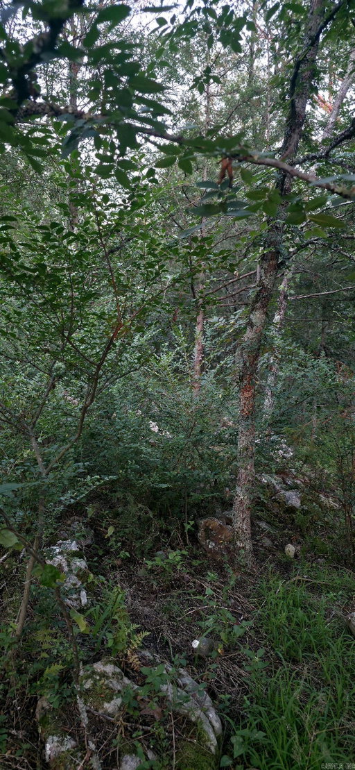 Media Image 2