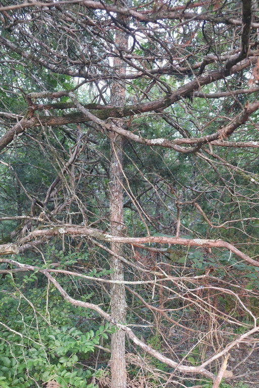Media Image 2