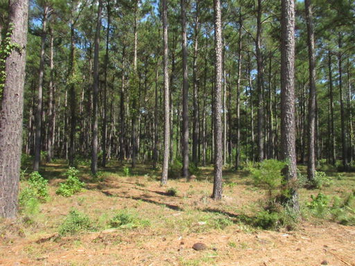 Media Image 2
