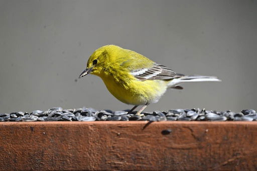 Media Image 3