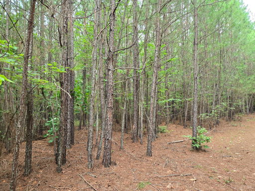Media Image 2