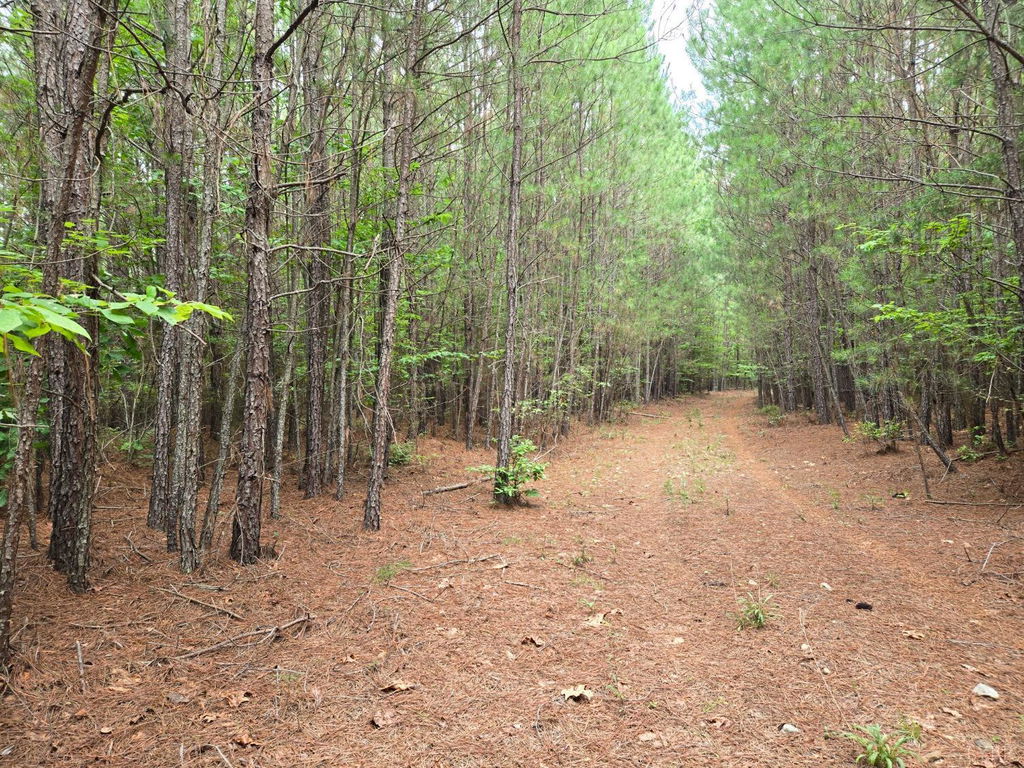 Media Image 1