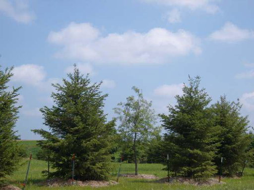 Media Image 3